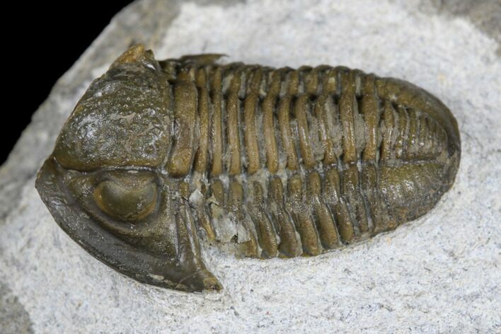 Bargain, Detailed Gerastos Trilobite Fossil - Morocco #173763